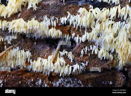 Attēlu rezultāti vaicājumam “Mucronella”