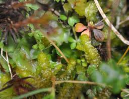 Attēlu rezultāti vaicājumam “Nardia scalaris cells”