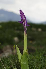 Attēlu rezultāti vaicājumam “Orchis mascula”