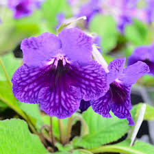 Image result for Streptocarpus