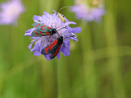 Attēlu rezultāti vaicājumam “Adela cuprella”