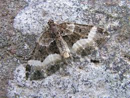 Attēlu rezultāti vaicājumam “Euphyia unangulata”