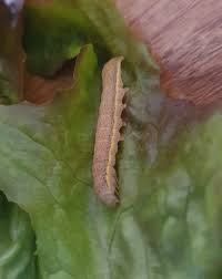 Attēlu rezultāti vaicājumam “Lacanobia contigua larva”