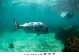 Image result for Pagrus auratus