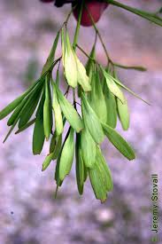 Attēlu rezultāti vaicājumam “Fraxinus pennsylvanica fruit”