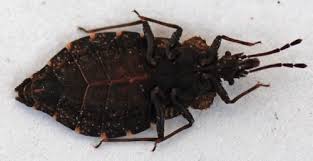 Attēlu rezultāti vaicājumam “Aradus betulae”