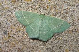 Attēlu rezultāti vaicājumam “Chlorissa viridata”