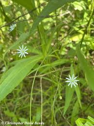 Attēlu rezultāti vaicājumam “Stellaria longifolia flower”