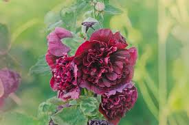 Attēlu rezultāti vaicājumam “Alcea rosea flower”