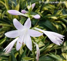 Attēlu rezultāti vaicājumam “Hosta sp. flower”