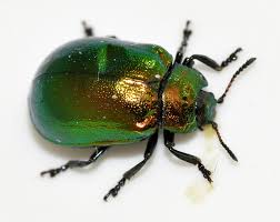 Attēlu rezultāti vaicājumam “Linaeidea aenea”