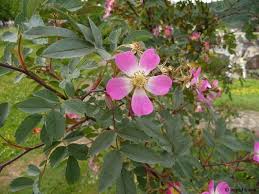 Image result for Rosengewächse