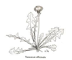 Attēlu rezultāti vaicājumam “Taraxacum suecicum leaf”