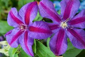 Attēlu rezultāti vaicājumam “Clematis”