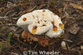 Attēlu rezultāti vaicājumam “Hydnellum aurantiacum”