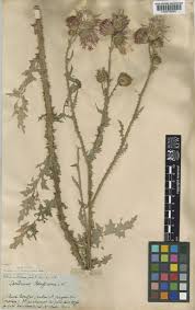 Attēlu rezultāti vaicājumam “Carduus crispus”