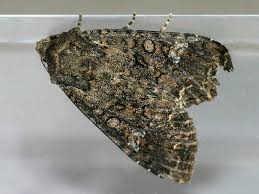 Attēlu rezultāti vaicājumam “Mamestra brassicae exuvia”