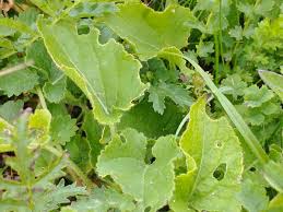 Attēlu rezultāti vaicājumam “Viola hirta leaf”