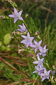 Image result for Campanula rapunculus