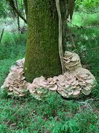 Attēlu rezultāti vaicājumam “Polypores”