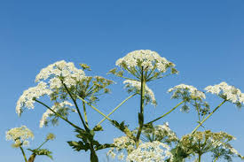 Attēlu rezultāti vaicājumam “Heracleum sosnowskyi”