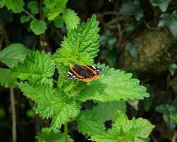 Attēlu rezultāti vaicājumam “Clossiana euphrosyne upperside”