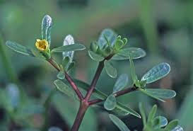 Attēlu rezultāti vaicājumam “Portulaca oleracea leaf”