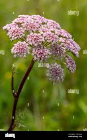 Attēlu rezultāti vaicājumam “Pimpinella saxifraga flower”