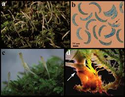 Attēlu rezultāti vaicājumam “Eocronartium muscicola”
