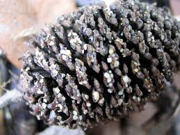 Attēlu rezultāti vaicājumam “Mollisia amenticola”