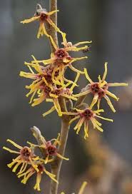 Attēlu rezultāti vaicājumam “Hamamelis vernalis bud”