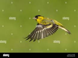 Attēlu rezultāti vaicājumam “Carduelis spinus male”