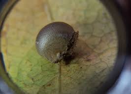 Attēlu rezultāti vaicājumam “Lycogala confusum spores”