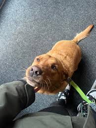 Image result for Haxby Netball Club