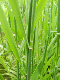 Attēlu rezultāti vaicājumam “Holcus mollis”