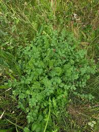 Attēlu rezultāti vaicājumam “Poterium sanguisorba”