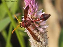 Attēlu rezultāti vaicājumam “Eumenidae”