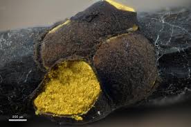 Attēlu rezultāti vaicājumam “Perichaena sp.”