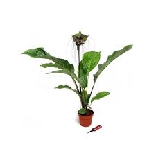 Image result for Tacca chantrieri