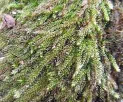 Attēlu rezultāti vaicājumam “Serpoleskea subtilis”