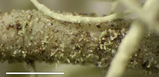 Attēlu rezultāti vaicājumam “Usnea subfloridana”