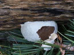 Attēlu rezultāti vaicājumam “Reticularia lycoperdon young”