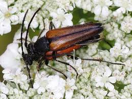 Attēlu rezultāti vaicājumam “Stenurella melanura”