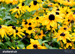 Attēlu rezultāti vaicājumam “Rudbeckia hirta var. pulcherrima flower”