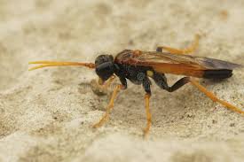 Attēlu rezultāti vaicājumam “Tenthredo campestris female”
