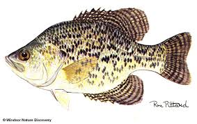 Image result for Pomoxis annularis