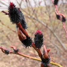 Attēlu rezultāti vaicājumam “Salix cinerea female flower”