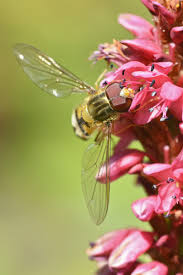 Attēlu rezultāti vaicājumam “Helophilus sp.”