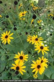 Image result for Rudbeckia Paradisio