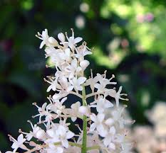 Attēlu rezultāti vaicājumam “Syringa reticulata subsp. amurensis”